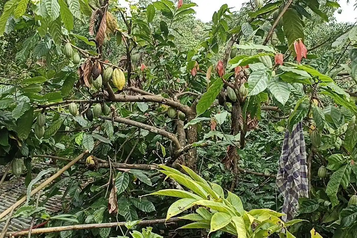 Petani di Biting Manggarai Timur Mengeluh Kakao Diserang Hama