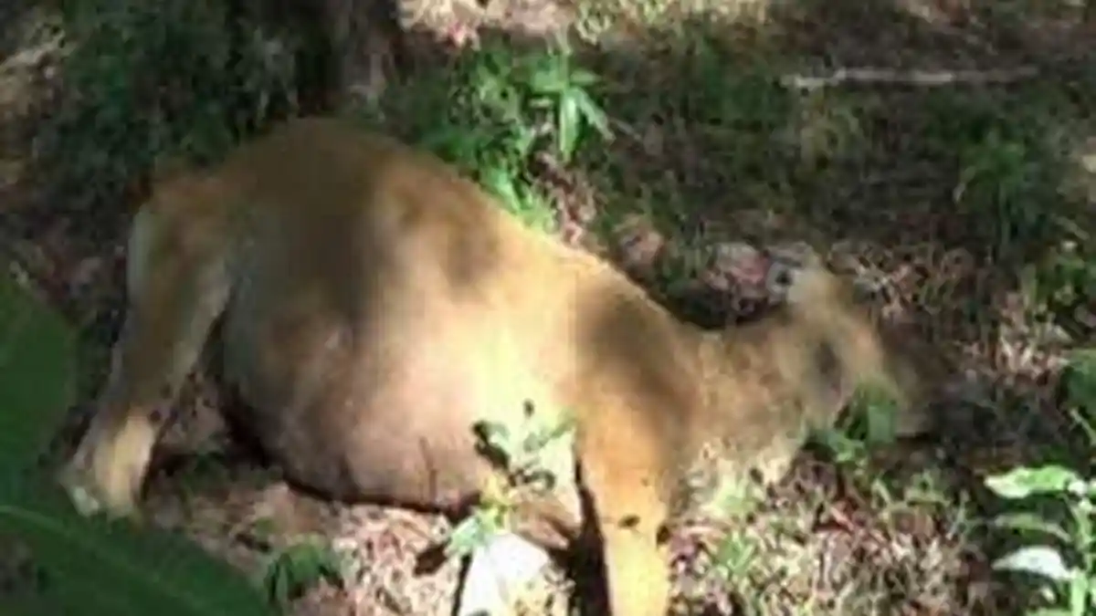 Mirisnya Kasus Virus Antraks di Gunung Kidul, Kuburan Sapi Mati Digali Warga Lalu Dagingnya Dimakan