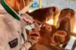 RPH Ciroyom Siapkan Ruang Isolasi Untuk Hewan Ternak