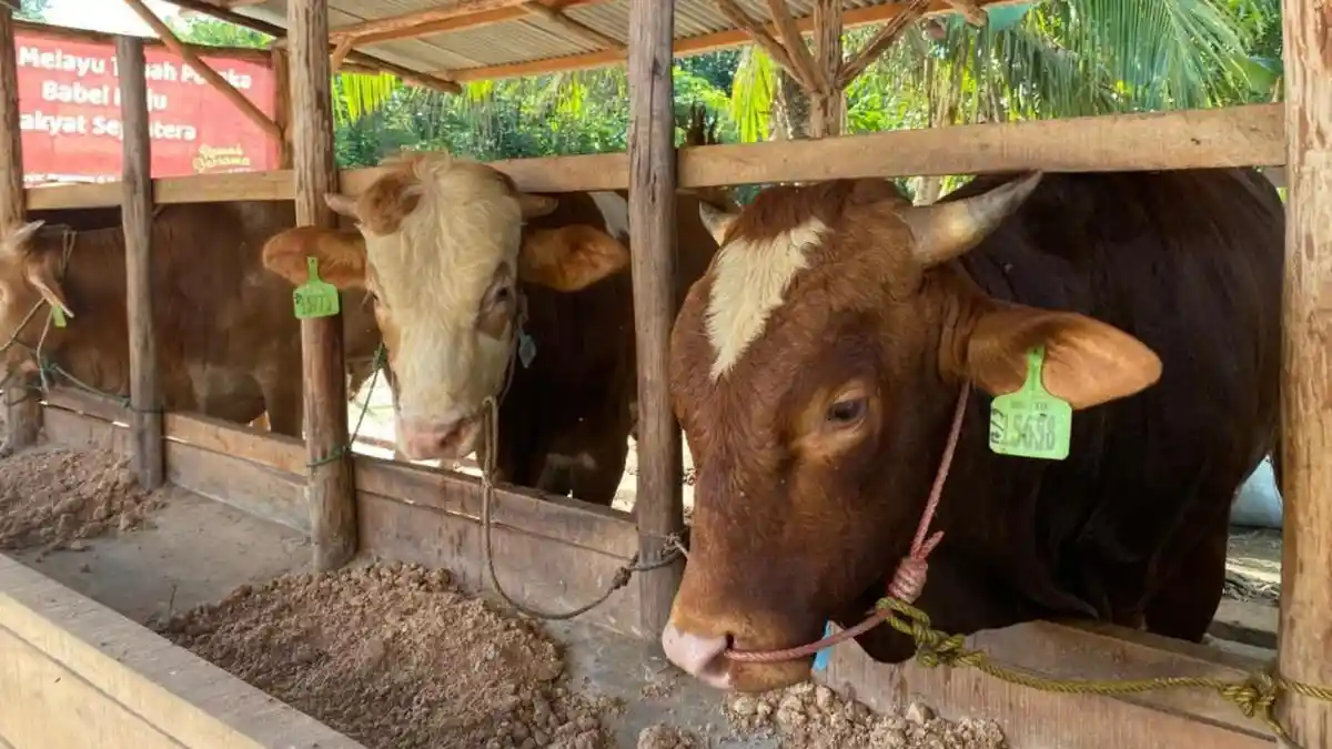 Sapi Kurban Presiden Akan Disalurkan ke Pangkalarang Pangkalpinang