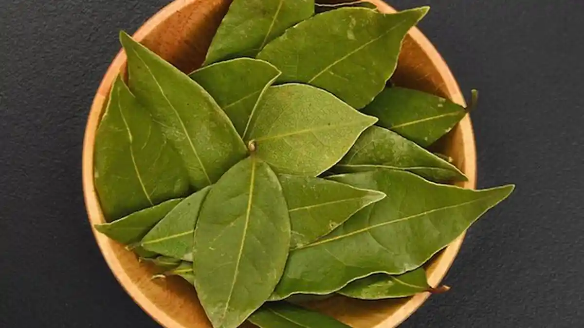 Perbedaan Nutrisi Daun Salam Kering & Segar yang Jarang Diketahui, Perhatikan Proses Pengeringannya
