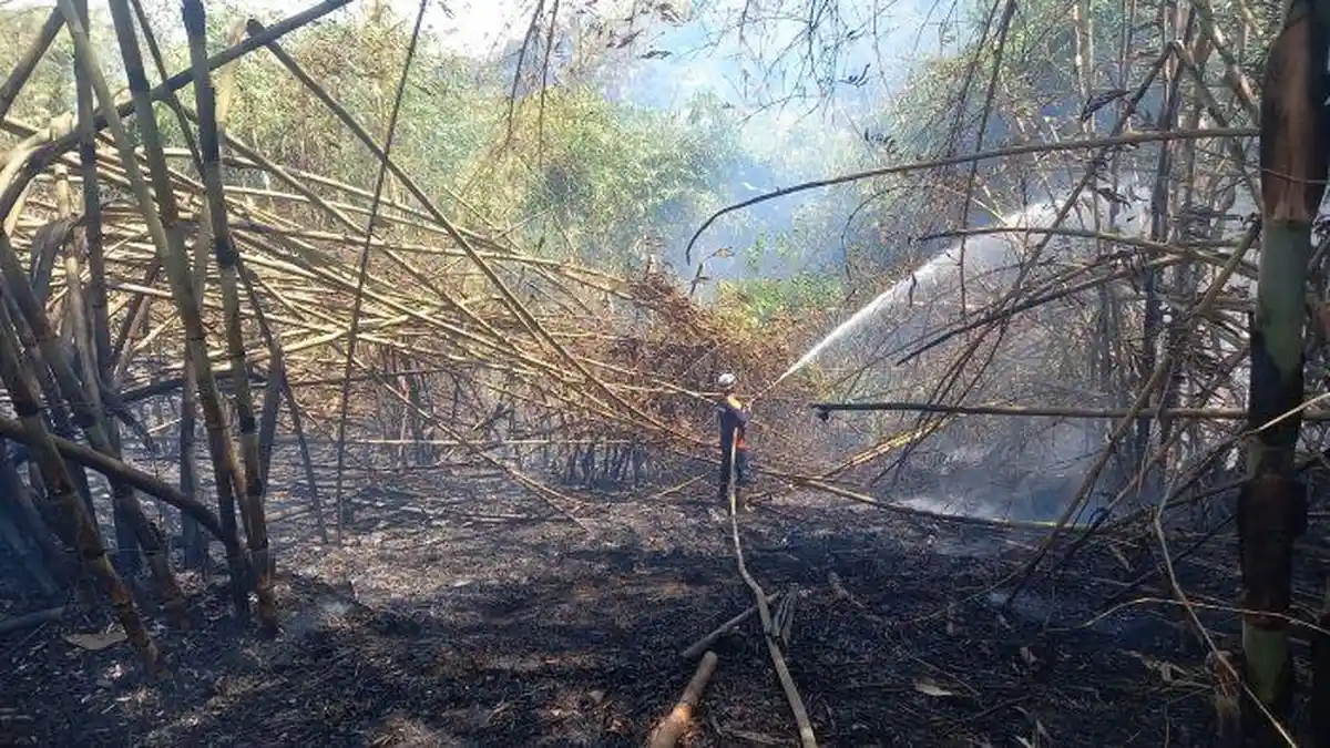 Kebun Bambu di Jatinangor Sumedang Hangus Terbakar, Dua Jam Baru Padam, Ini Dugaan Penyebabnya