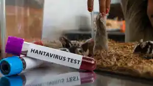 tikus-hantavirus-235232.jpg
