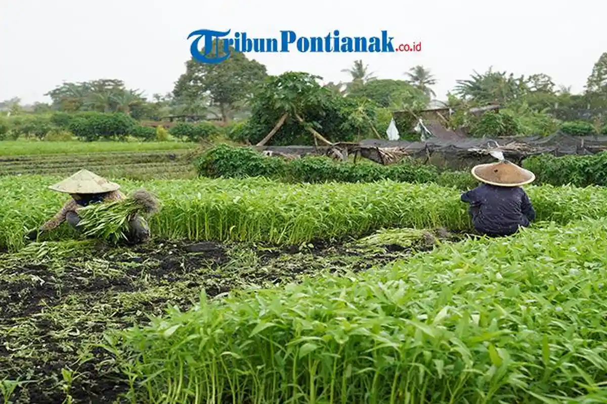 Essay Foto - Menuai Sejahtera di Tanah Gambut - kangkung-di-tengah-rintik-hujan-simbol-keteguhan.jpg