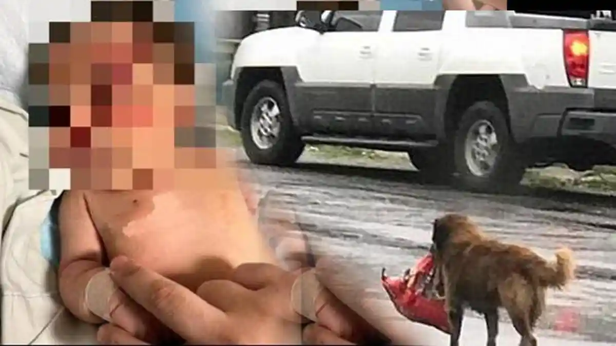 Kronologi Anjing Selamatkan Anak Bayi dari Tempat Pembuangan Sampah