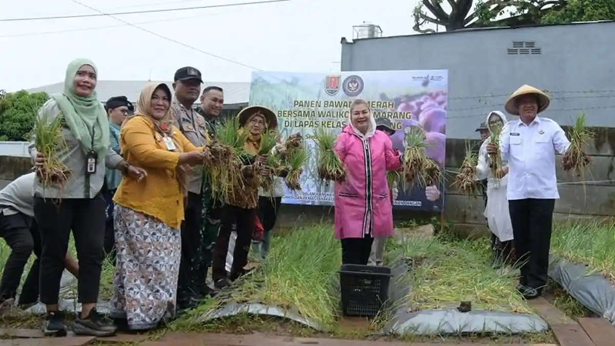 Bersama Warga Binaan Lapas, Mbak Ita Panen Bawang Varietas Bima Brebes