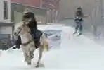 Melihat Uniknya Kompetisi Ski Joring di Amerika Serikat