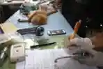 Lutung Jawa Hasil Sitaan di Periksa Dokter Hewan