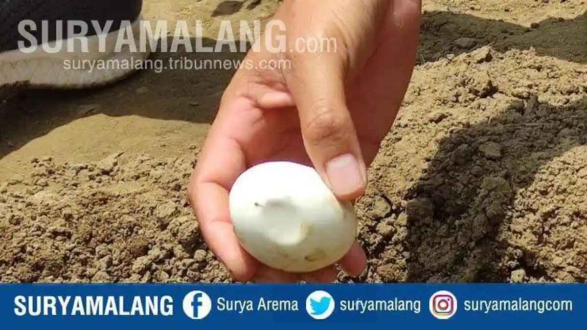 Temuan 27 Butir Telur di Bantaran Bengawan Solo, BKSD Pastikan Itu Bukan Telur Buaya