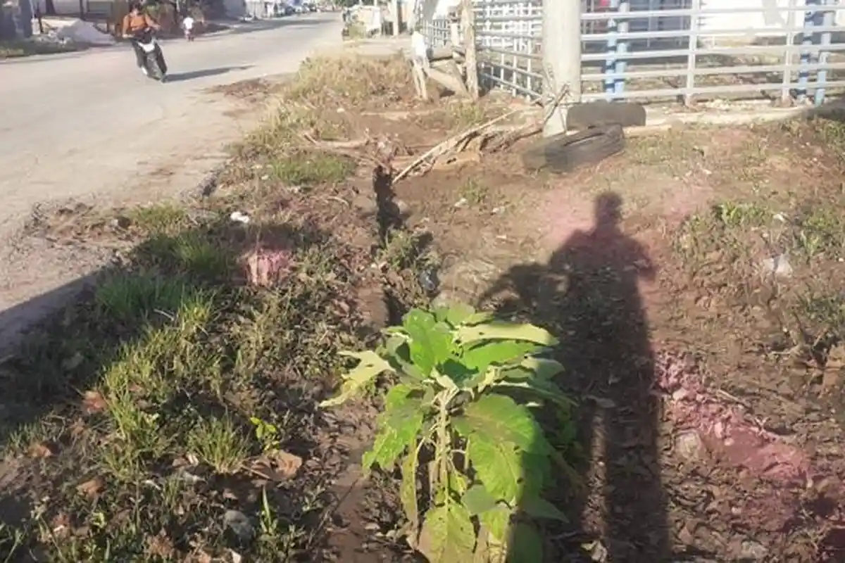 Masuk Musim Hujan, Camat Kota Tambolaka Sumba Barat Daya Siap Gerakan Masyarakat Bersihkan Drainase