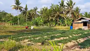 Suasana-lahan-pertanian-di-wilayah-Bangli1.jpg