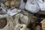 Sisa Tengkorak Tentara Jepang