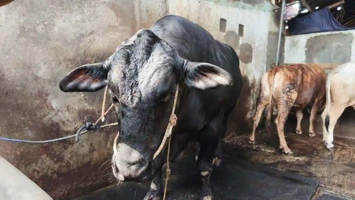 Kenalkan Gerandong, Sapi Kurban Pilihan Presiden Prabowo dari Lampung