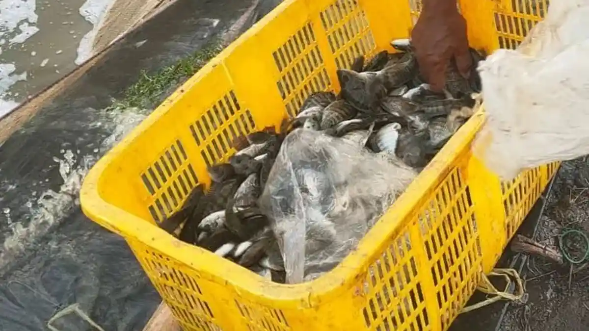 Karawang Jadi Contoh Pengembangan Tambak Nila Salin di Pesisir Pantura