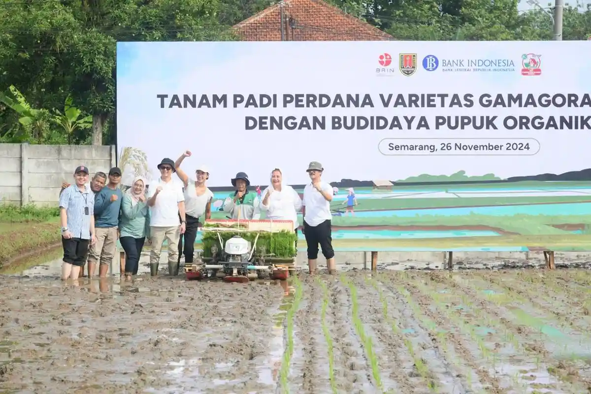 Bersama BRIN, Pemkot Semarang Tanam Padi dengan Masa Panen Singkat Cuma 70 Hari