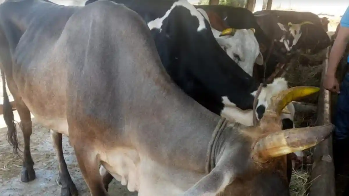 Mau Dibawa ke RPH untuk Dipotong, Belasan Sapi Betina Langsung Diamankan Polisi