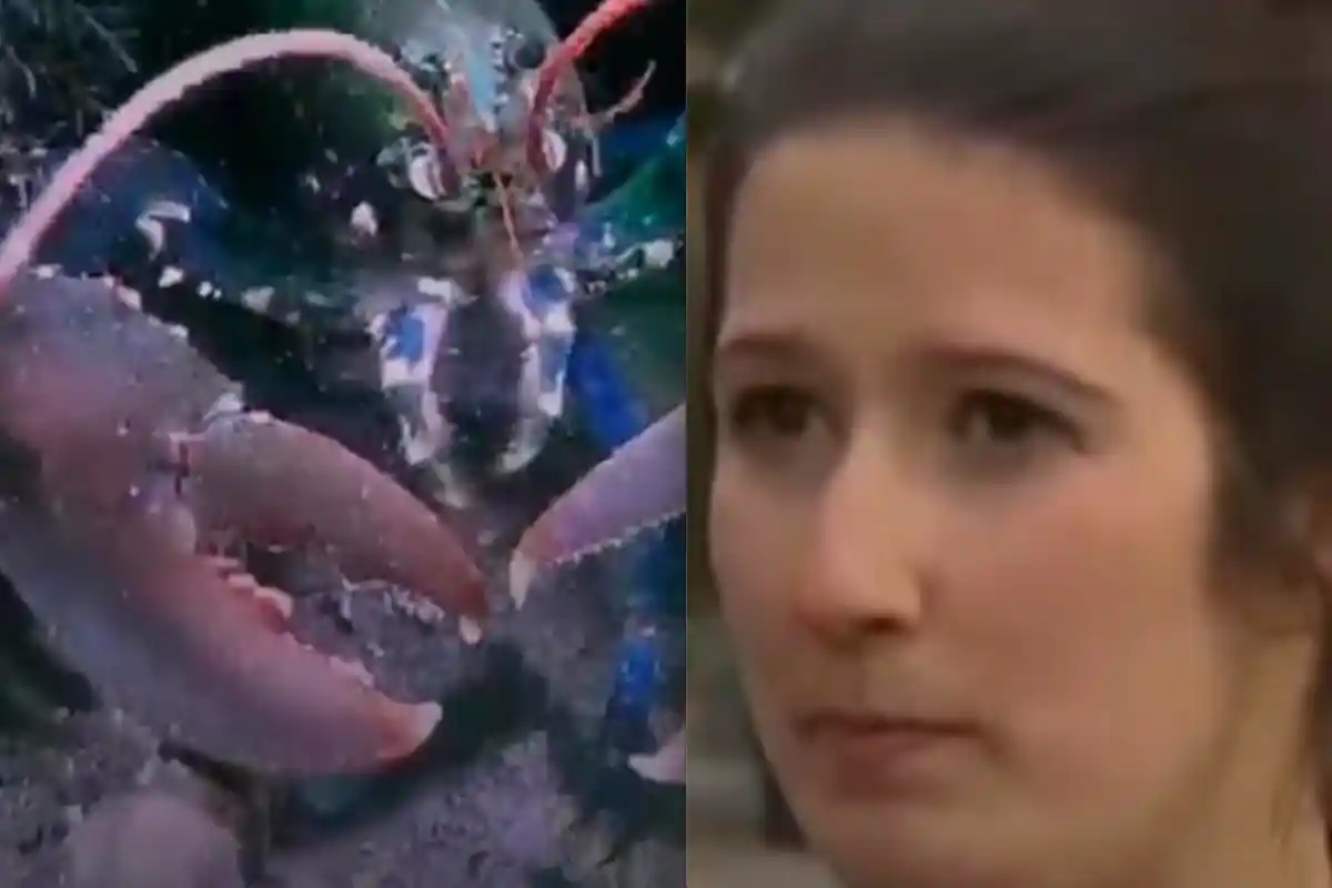 Selamatkan Hewan: Dua Aksi Heroik China - Taiwan hingga Vegan Kanada Rogoh Dolar demi Lobster