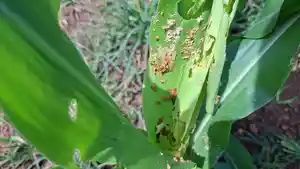 RUSAK-Beginilah-kondisi-pucuk-daun-jagung-yang-dimangsa-ulat.jpg