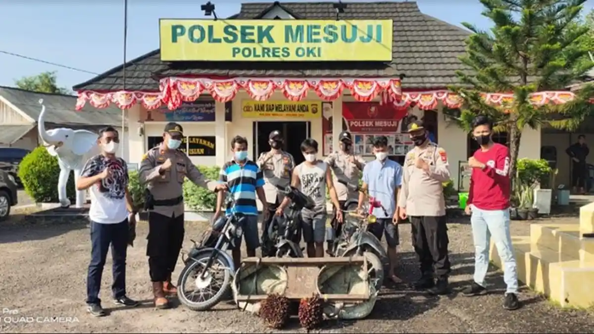 Polres OKI Ringkus Komplotan Pencuri Sawit di Mesuji, 3 Ditangkap 1 Buron, BB 240 Tandan Buah Sawit
