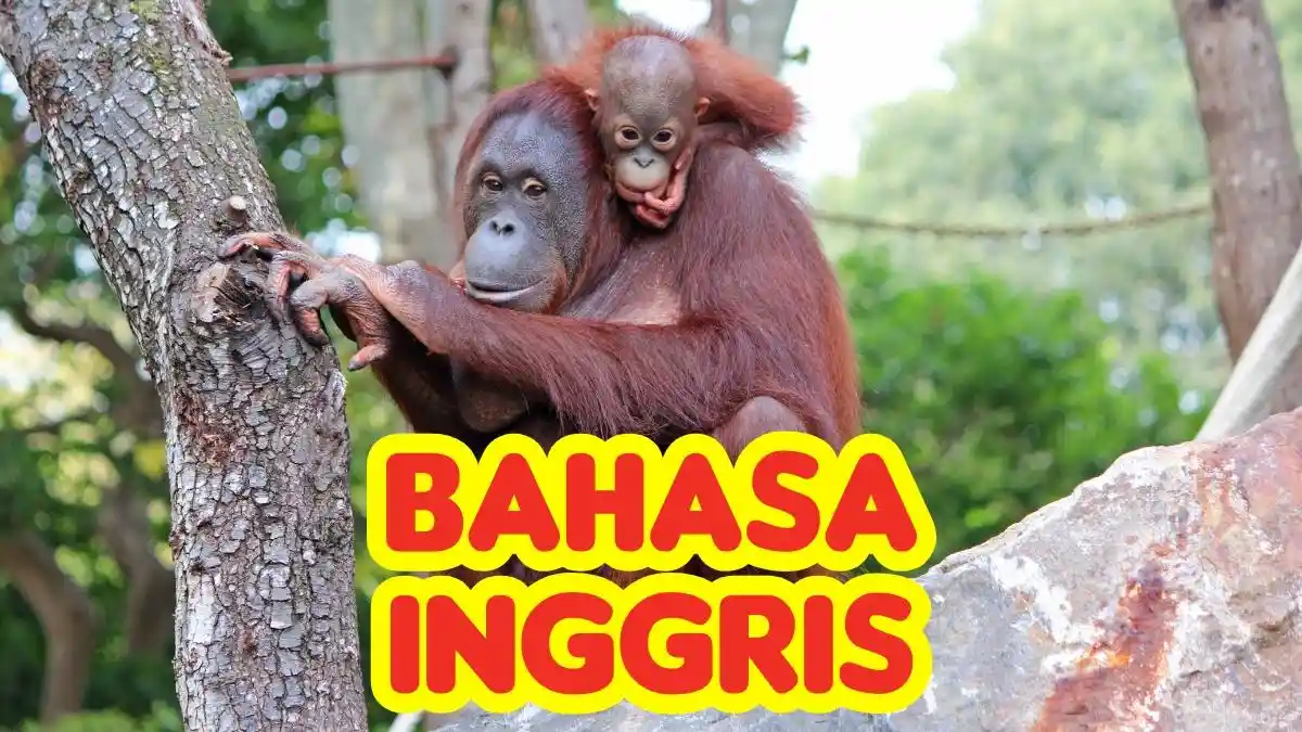 There Are About … Orangutans In Sumatra and Borneo. Kunci Jawaban Bahasa Inggris Kelas 9 SMP