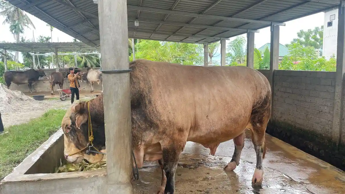 Si Baron, Sapi Kurban Presiden Prabowo untuk Sulteng, Bobot Capai 1 Ton Lebih