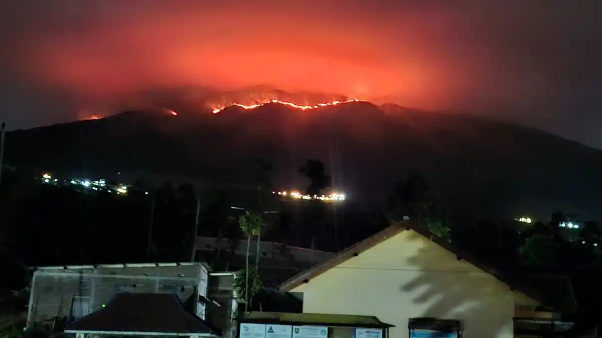 Si Jago Merah Mengamuk, Puluhan Hektare Hutan Sumbing Hangus