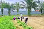 WBP-Lapas-Nunukan-memanen-kangkung-dan-bayam.jpg