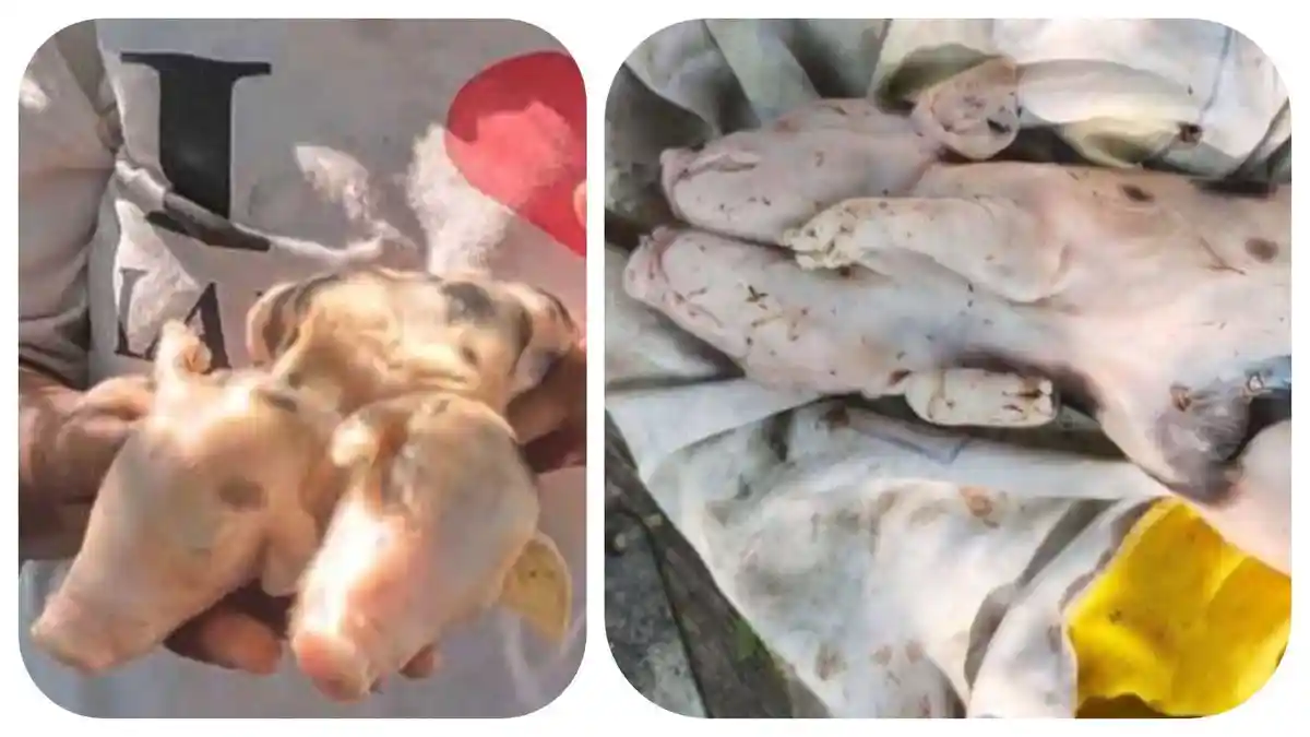 Malaka NTT Geger! Ada Anak Babi Berkepala Dua, Induk Babi Gelisah, Ini Penampakannya