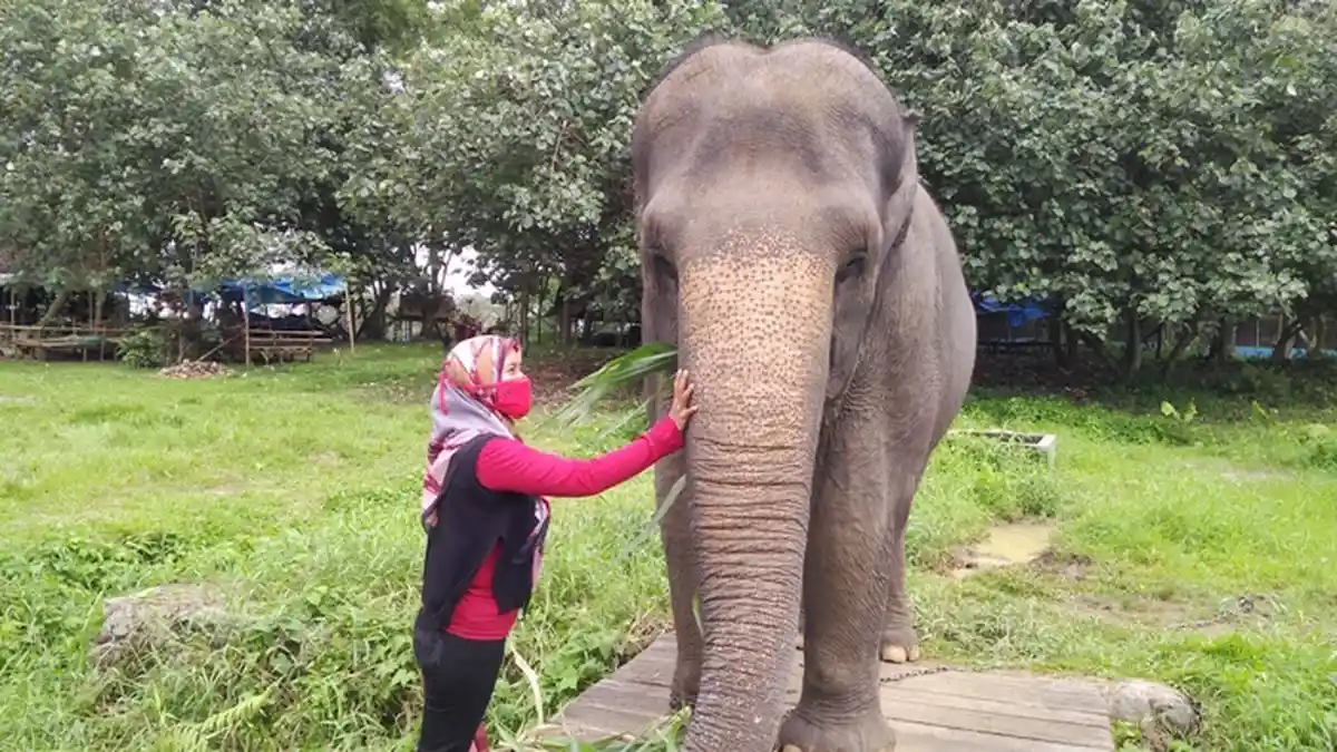 HEBOH Gajah Medan Zoo Lepas ke Kebun Warga, Begini Penjelasan Pengelola