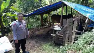 DIAMANKAN-Lokasi-pencurian-sapi-di-kandang-milik-warga-Desa-Segobang-Kecamatan.jpg