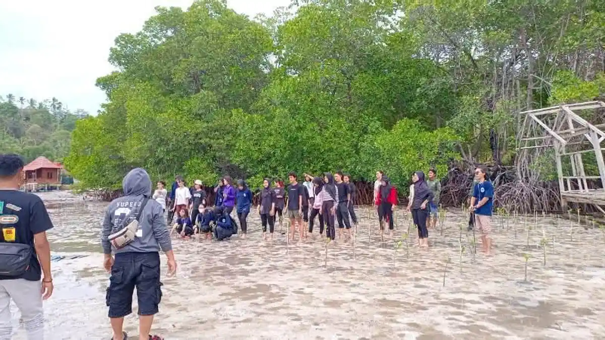 Pesisir Pulau Pahawang Pesawaran Lampung Kembali Ditanami Mangrove