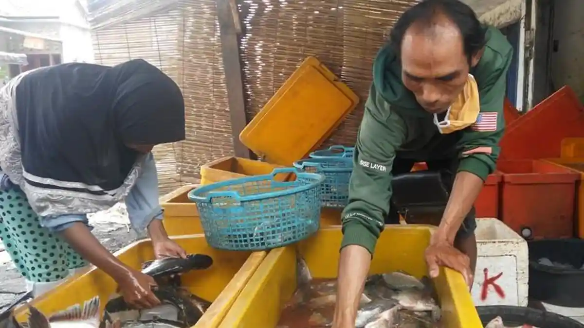 Harga Sejumlah Ikan Laut dan Air Tawar di Kendal Kembali Stabil, Nelayan Jual Udang Rp 40.000/Kg