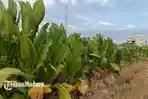 tanaman-tembakau-milik-salah-satu-petani-di-kecamatan-camplong-sampang-madura.jpg