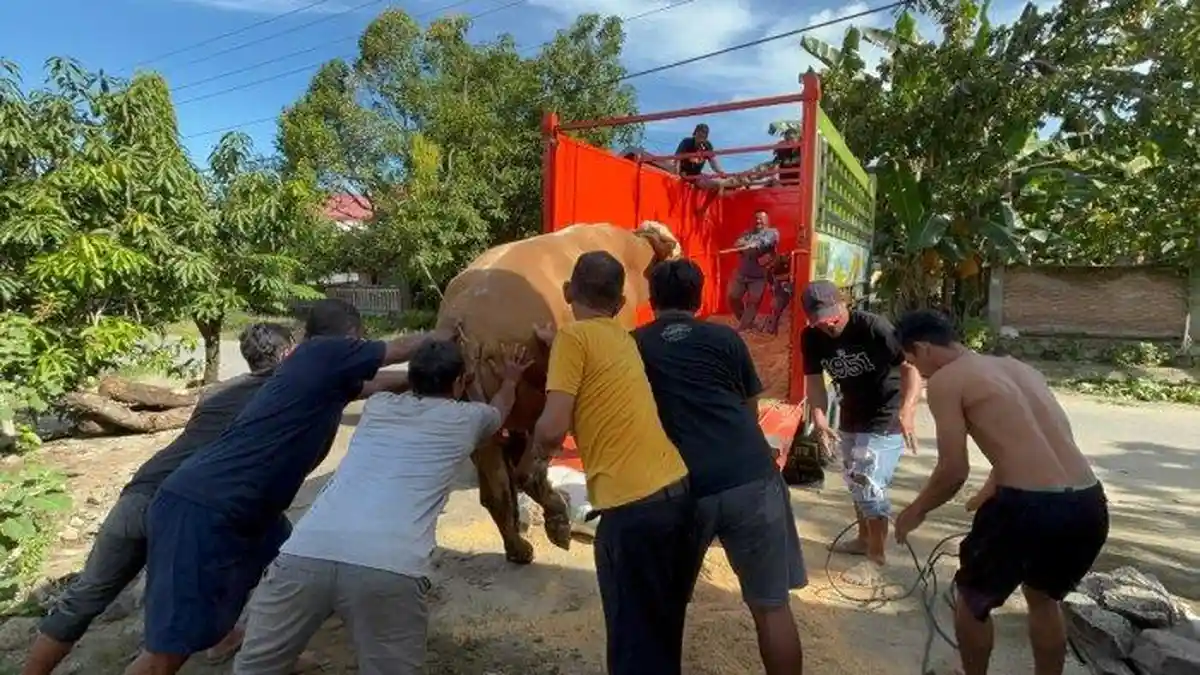 Gembul, Sapi Kurban Presiden Prabowo Ngamuk di Polewali Mandar, Butuh 2 Jam untuk Ditenangkan