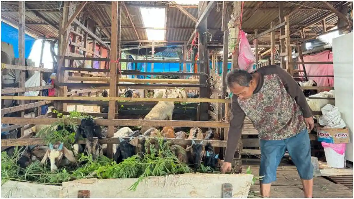 Didatangkan dari Sulbar hingga NTT, Harga Kambing di Sidrap Naik