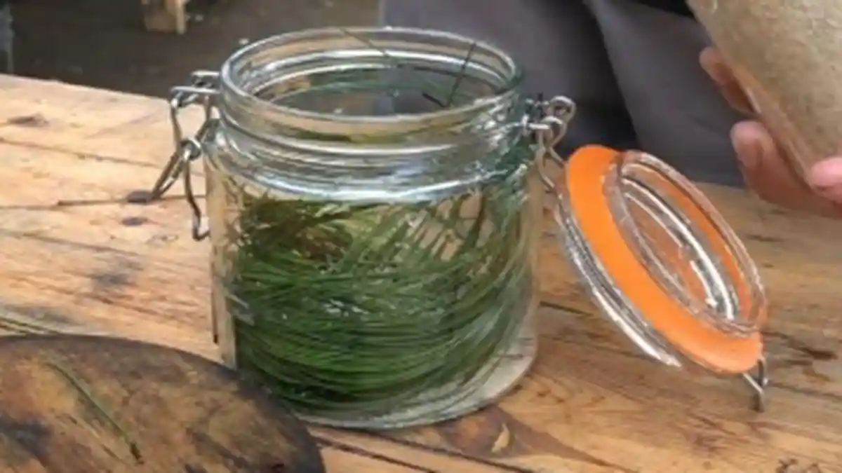 3 Bahan Ini Sering Diabaikan Ternyata Kunci Rahasia Minuman Soda, Pria Ini Ungkap Cara Pembuatannya