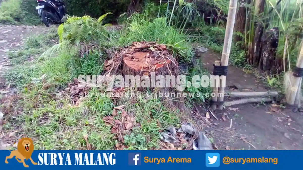 Tebangi Pohon, Inilah Kritik Wahana Lingkungan Hidup ke Perhutani