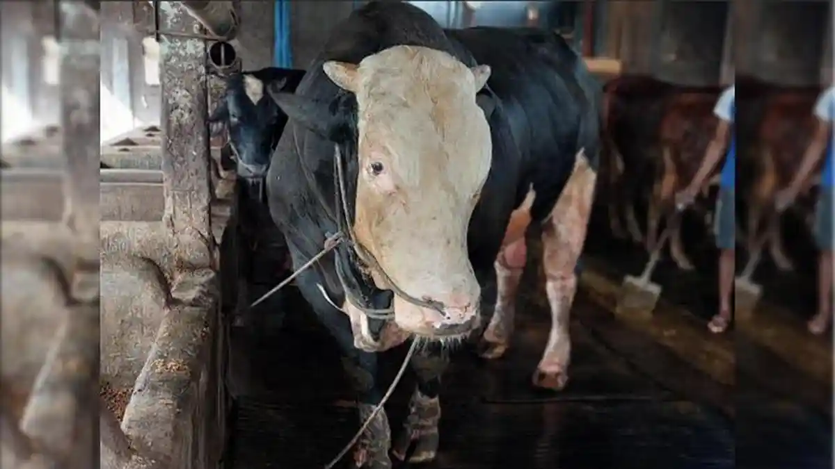 Sapi Belgian Blue Milik Peternak Lamongan Dibeli Presiden Prabowo Subianto untuk Kurban