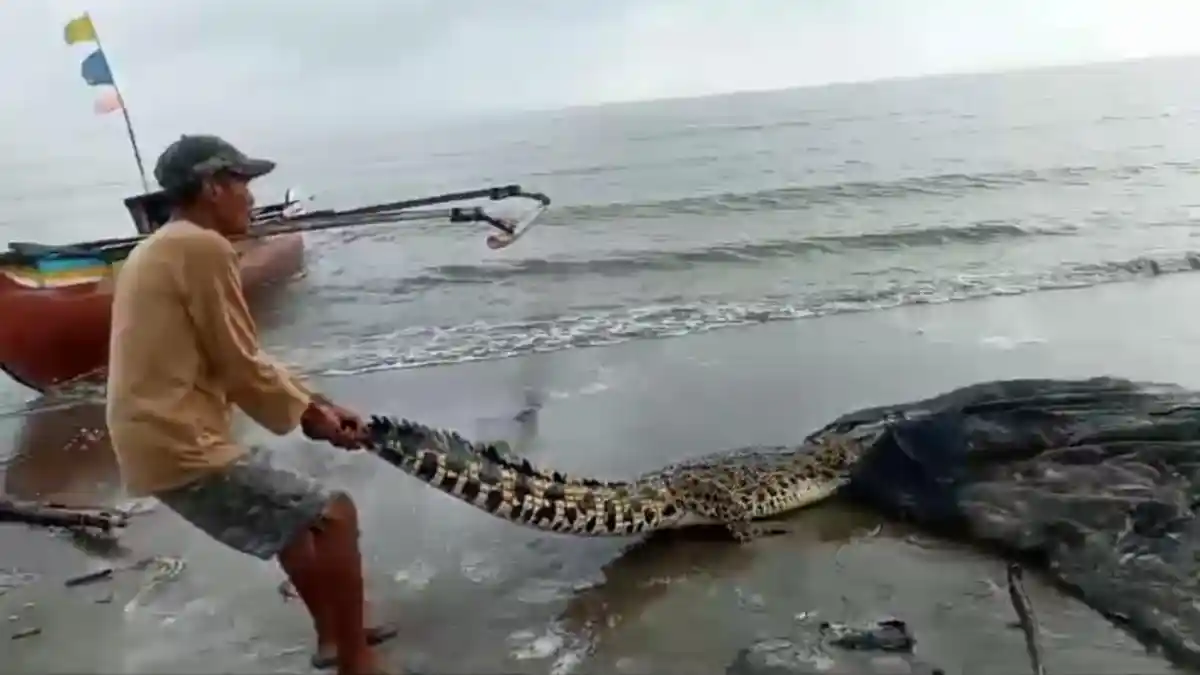 Buaya Muara 3 Meter Terjebak Jaring Ikan Nelayan di Tanggamus