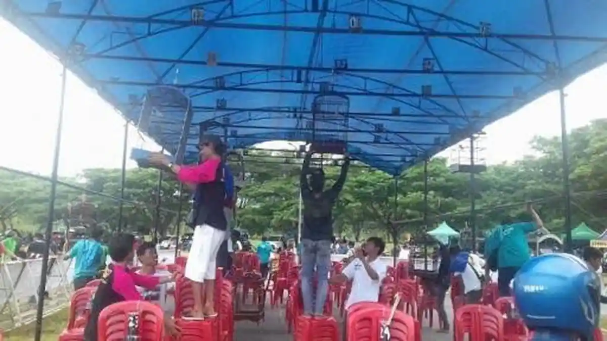 MBM Palopo Gelar Lomba Burung Berkicau Pekan Depan, Begini Cara Daftarnya