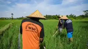 warga-binaan-melakukan-perawatan-terhadap-tanaman-padi.jpg