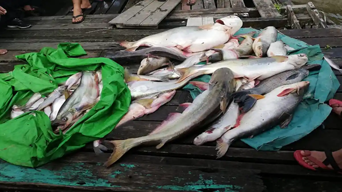 Dewan Berharap Tak Ada Ilegal Fishing di Kapuas Hulu