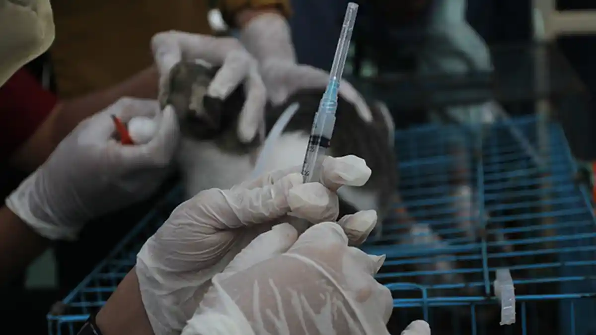 Ini Kecamatan Yang Paling Banyak Kasus Gigitan Hewan Penular Rabies di Dumai