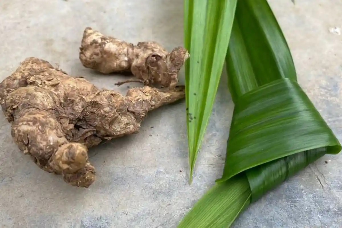Khasiat Wedang Jahe dengan Pandan, Redakan Nyeri Sendi Hingga Bantu Tidur Nyenyak