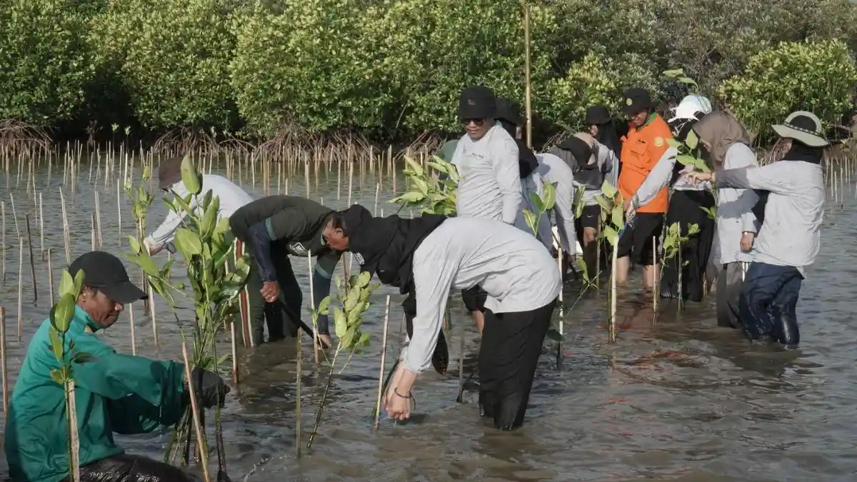 KALLA Tanam 32 Ribu Bibit Mangrove di Pangkep