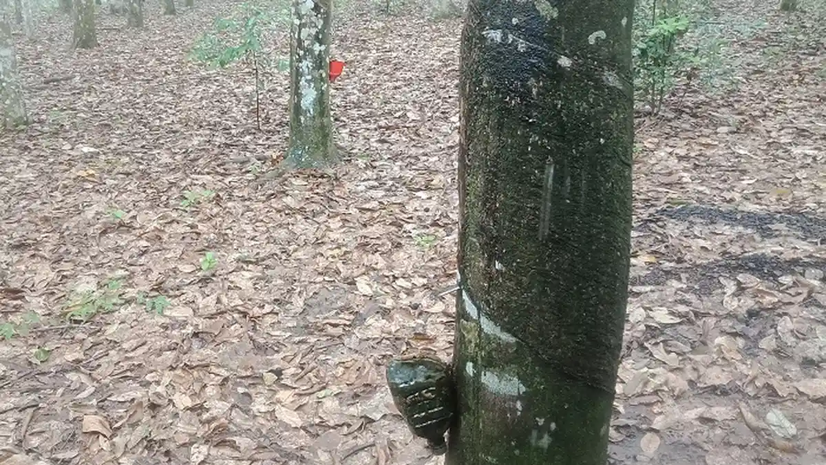 Sering Hujan Siang Hari, Petani Karet di Lahat Merugi, Banyak Getah Hilang