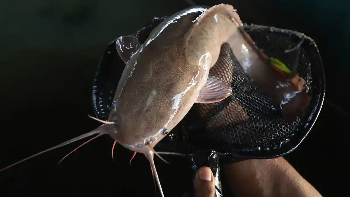 Kepala BKKBN Ungkap Asam Amino Pada Ikan Lele dan Belut Bantu Cegah Stunting Pada Anak