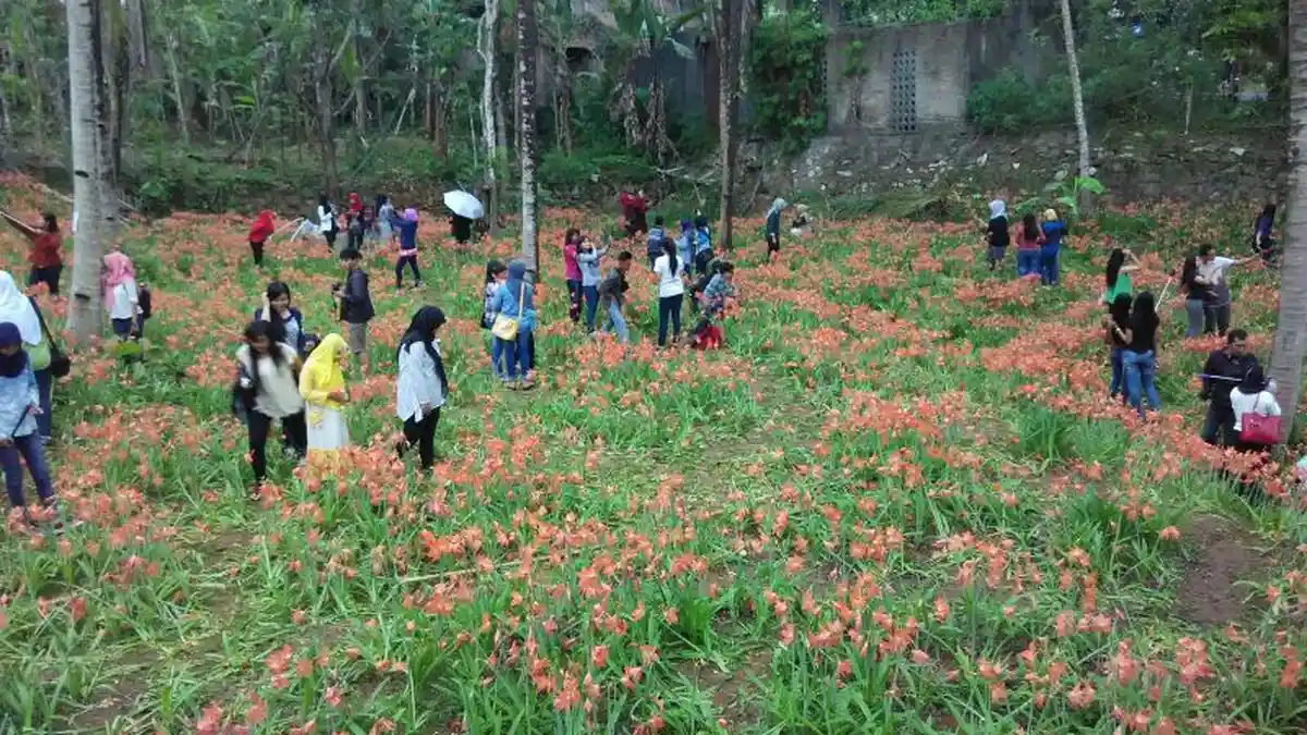 Keindahan Kebun Bunga Lili, Tarik Pengunjung Sekaligus Merusak Kebun