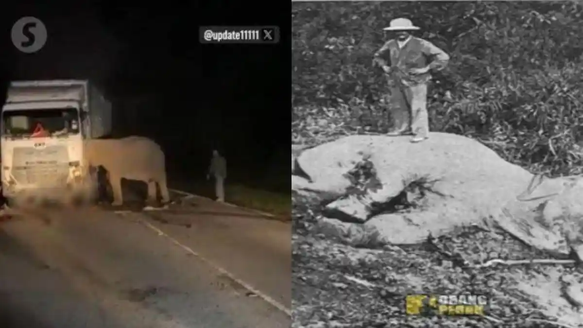 Tak Hanya Sekali, Gajah di Malaysia Pernah 'Balas Dendam' setelah Anaknya Mati Tertabrak Kereta