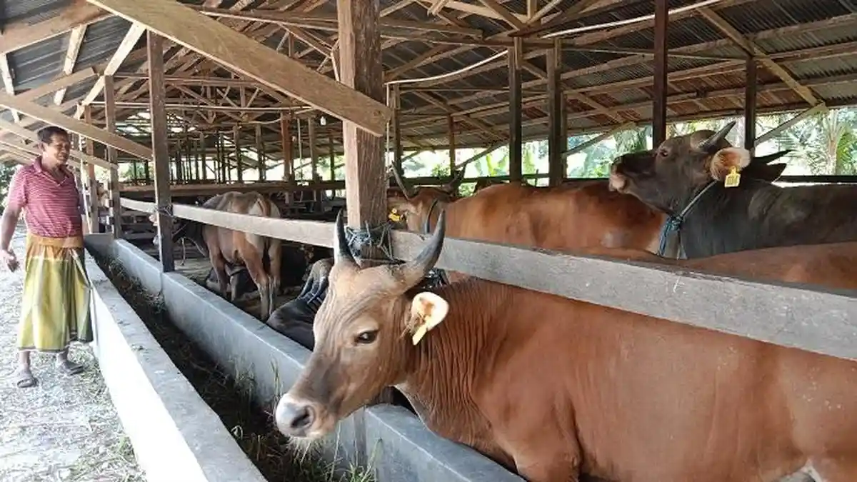 Jelang Idul Adha 1446 H, Harga Sapi Kurban di Timika Sentuh Rp 40 Juta per Ekor